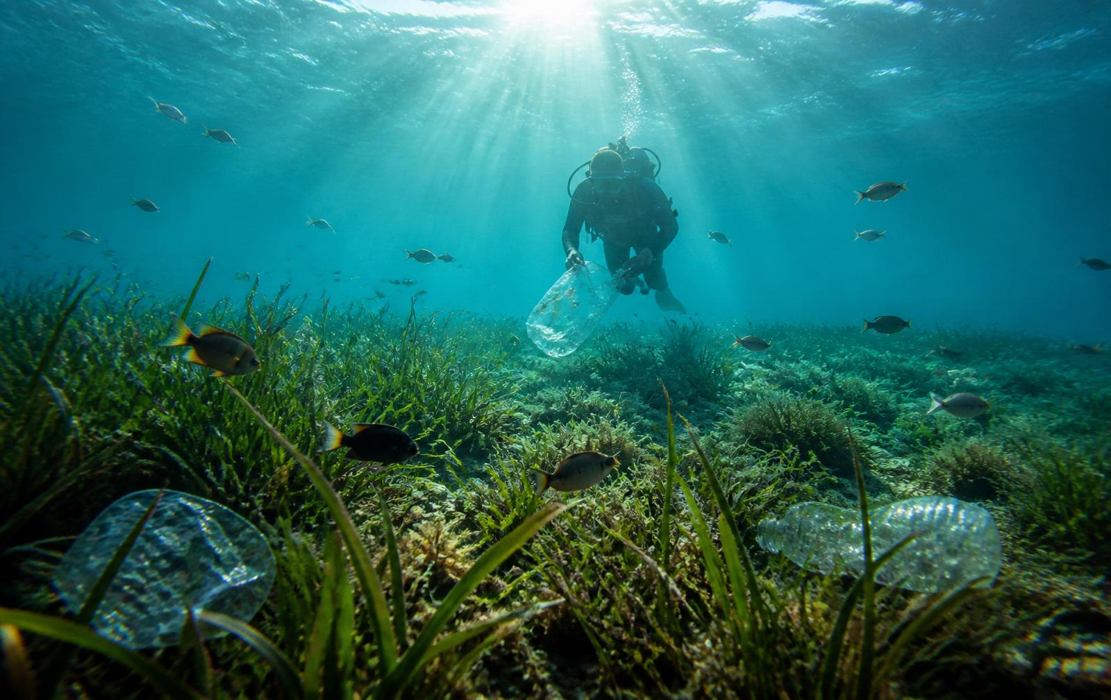 AquaSweep diver recovering plastic waste while fish swim through restored underwater vegetation